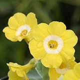 [ オーリキュラ ] マリーザック