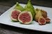Fig Ficus var Green Ischia Live Fig Tree