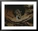 A mouse steps out of its woodland home in a hollow log Photographers Framed Photograp...