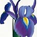 Andrew, StephanieIrisGr��e (cm), ca. 30x30Kunstdruck, NEU