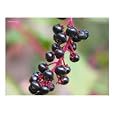 Black Berries Botanical Photographic Poster Print by Jamie Tibbott, 20x16
