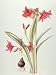 Hippeastrum 'Pamela', 1999 (w/c on paper) .. - Art Print - Medium - 28x35cm