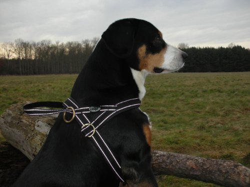 Limex Hundegeschirr Reflex 50-60