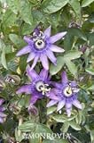 Lavender Lady Passion Flower Five Gallon Vine by Monrovia Growers