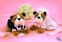 Zelda Wisdom Bride and Groom Dog Set