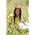 Thumbnail image of Hannah Montana