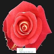Floral 2 Dozen Long Stem Bi-Color Fresh Roses Plus FREE FedEx Shipping