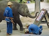 Elephant Painting with His Trunk, Mae Sa Elephant Camp, Chiang Mai, Thailand, Asia Art Photographic Poster Print by Bruno Morandi, 32x24