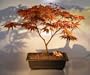 Bonsai Boy's Japanese Red Maple Bonsai Tree acer palmatum 'atropurpurea'