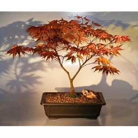 Bonsai Boy's Japanese Red Maple Bonsai Tree acer palmatum 'atropurpurea'