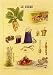 Sucre Fine Art Print / Poster 6.00 x 8.25 in.