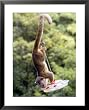Olingo, Stealing Sugar-Water from a Hummingbird Feeder, Monteverde Cloud Forest Preserve, Costa Ric Framed Art Poster Print by Michael Fogden, 25x31