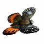 Brown Butterfly