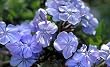 Cape Plumbago Five Gallon