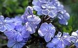 Cape Plumbago Five Gallon