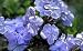 Cape Plumbago Five Gallon
