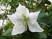 Buddist White Orchid Tree 10 Seeds