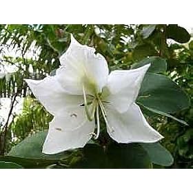 Buddist White Orchid Tree 10 Seeds