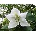 Buddist White Orchid Tree 10 Seeds