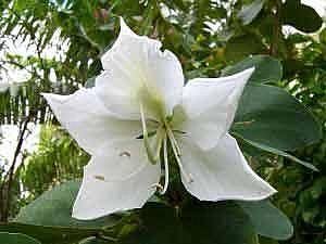 White Orchid Tree