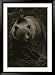 Close Frontal View of a Huge Grizzly (Ursus Arctos Horribilis) in a Pine Wood Framed Photographic Poster Print by Michael S. Quinton, 33x45