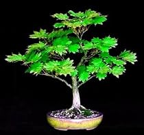 Meigetsu Japanese Maple 7 Seeds - Acer - Bonsai