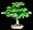Meigetsu Japanese Maple 7 Seeds - Acer - Bonsai