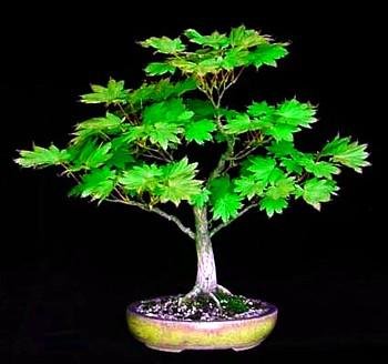Meigetsu Japanese Maple 7 Seeds - Acer - Bonsai