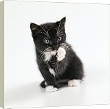 20 Inch Box Canvas (51cm) CAT - kitten cleaning itself by Ardea