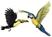 Walls of the Wild Tropical Birds Combo Pack