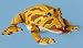 Surinam Horned Frog 12