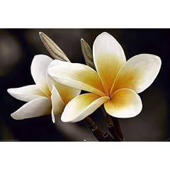 Poster Frangipani - Gr��e 61 x 91,5 cm - Maxiposter
