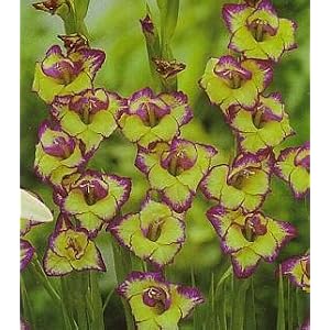 laguna gladiolus