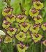 Outdoor Living : 10 Laguna Gladiolus Bulbs -NEW! - Shipping begins 1/07