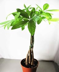 9GreenBox – 5 Money Tree Plants Braid…