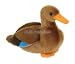 Wildlife / Domestic Animals : Female Mallard Duck 12