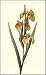 Great Flower Prints-9 Of 26 Poster Print