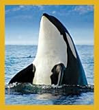 Orca Whale Bookmark