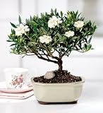M&M BONSAI GARDENIA WHITE POT