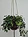 3 Legs Macrame Nylon Rope Plant Holders ,Coffe Color, 29-inches and 10 Inchies Tail Tassel Without the Glass Port and Flower