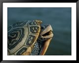Diamondback Terrapin Framed Art Poster Print by Robert Madden, 49x39