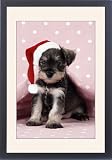 Framed Prints of JD-20000-M1 Dog. Miniature Schnauzer puppy (6 weeks old) on pink background from Ardea Wildlife Pets