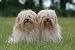 Duo from Havanese in the Garden - 18