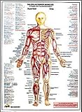 Major Anterior Muscles Chart