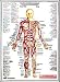 Major Anterior Muscles Chart