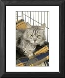 Framed Prints of Cat. Tiffanie cat. Mother lying in cage with kitten (6 weeks old) from Ardea Wildlife Pets