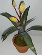 21" Potted Flaming Tillandsia (Bromeliad) Plant