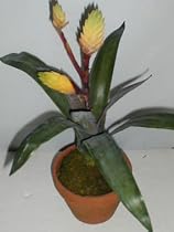 21" Potted Flaming Tillandsia (Bromeliad) Plant