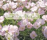 SHOWY EVENING PRIMROSE Oenothera Speciosa --- 1,000 Flower Seeds