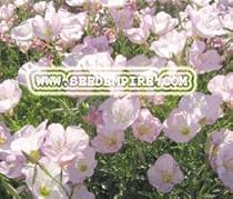 SHOWY EVENING PRIMROSE Oenothera Speciosa --- 1,000 Flower Seeds
